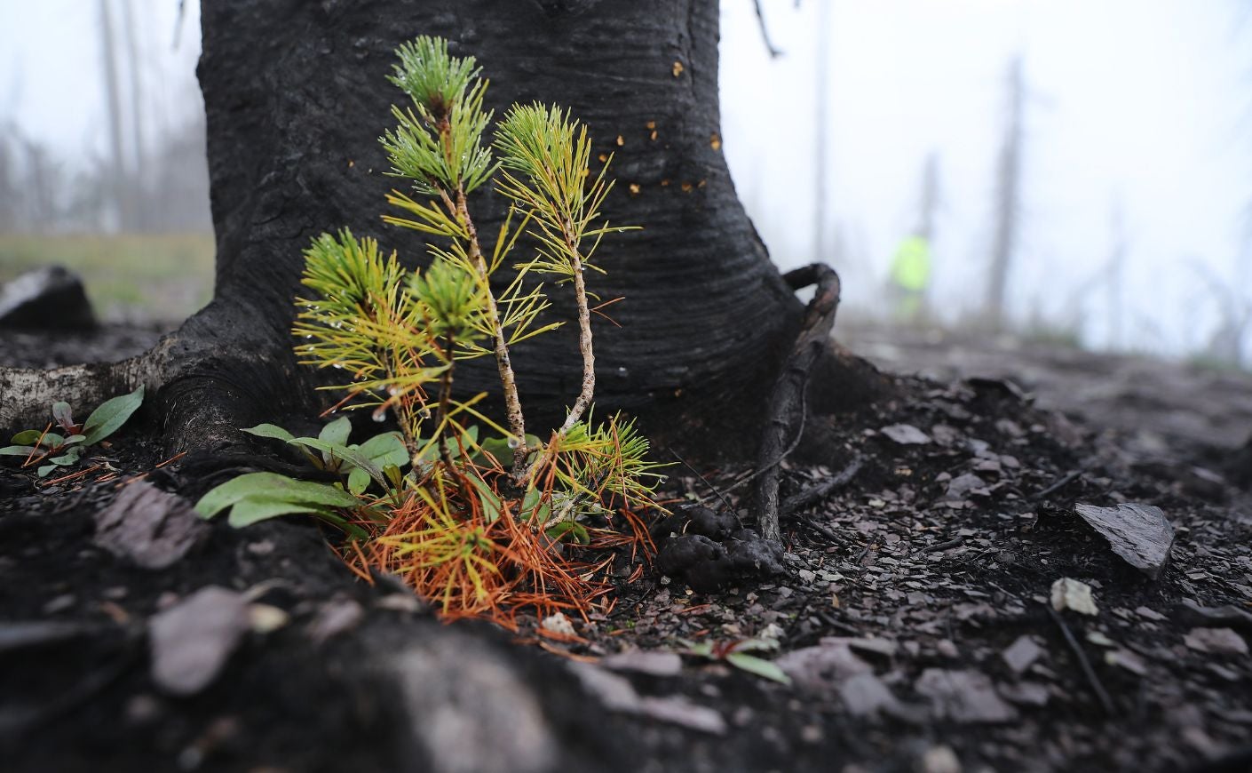 pine