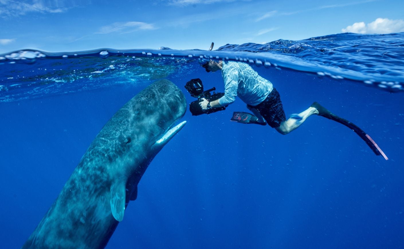 Whale and photographer