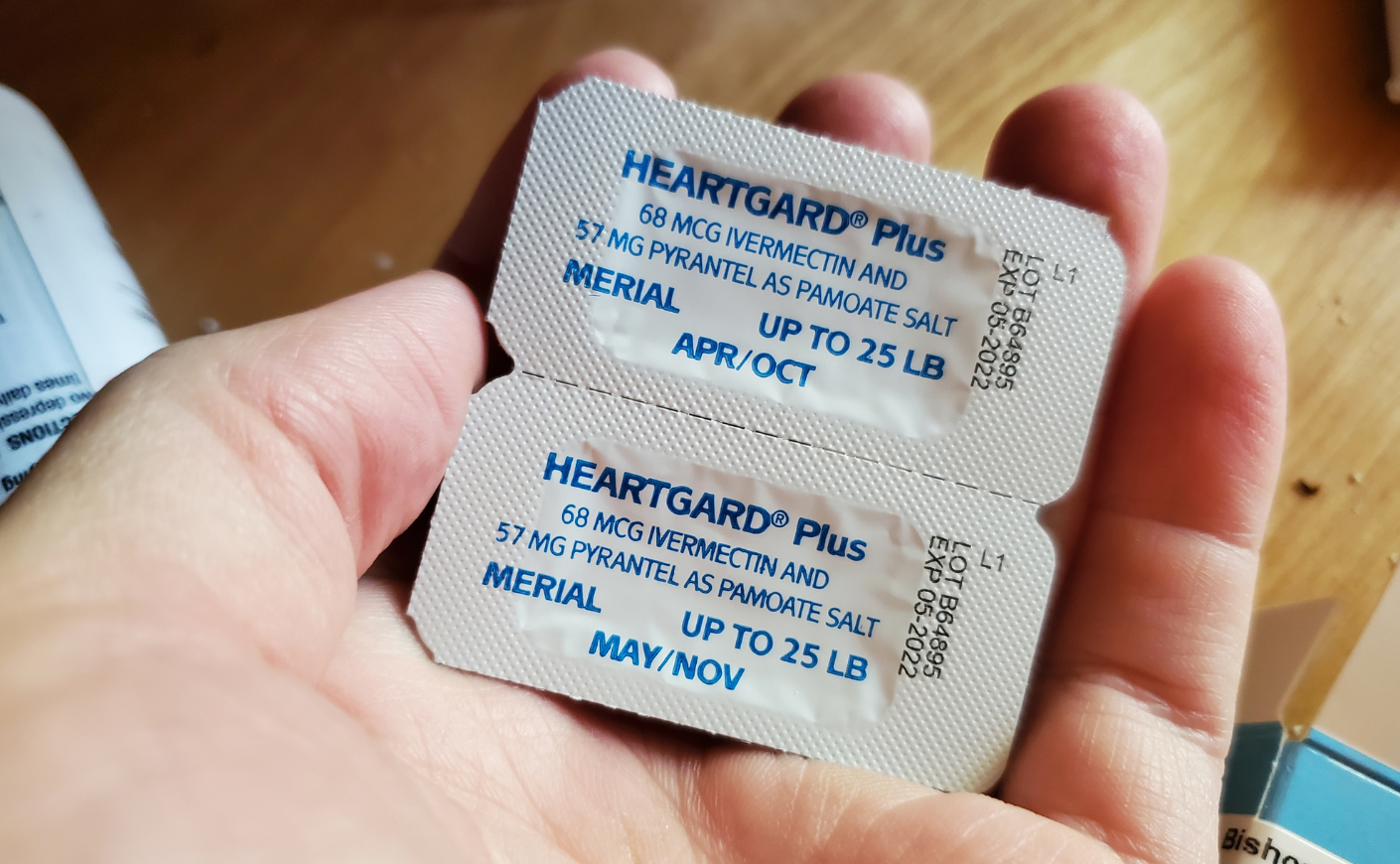 Close-up of hand holding bubble pack of Heartgard Plus, Ivermectin and Pyrantel