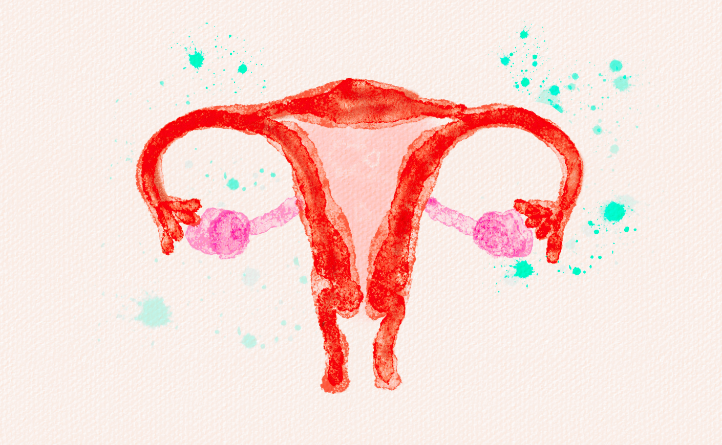 illustration of female sexual organs