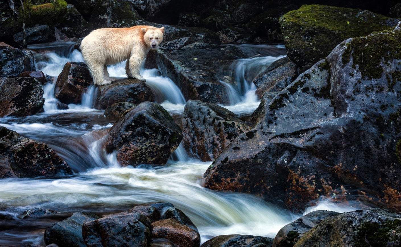 Bear