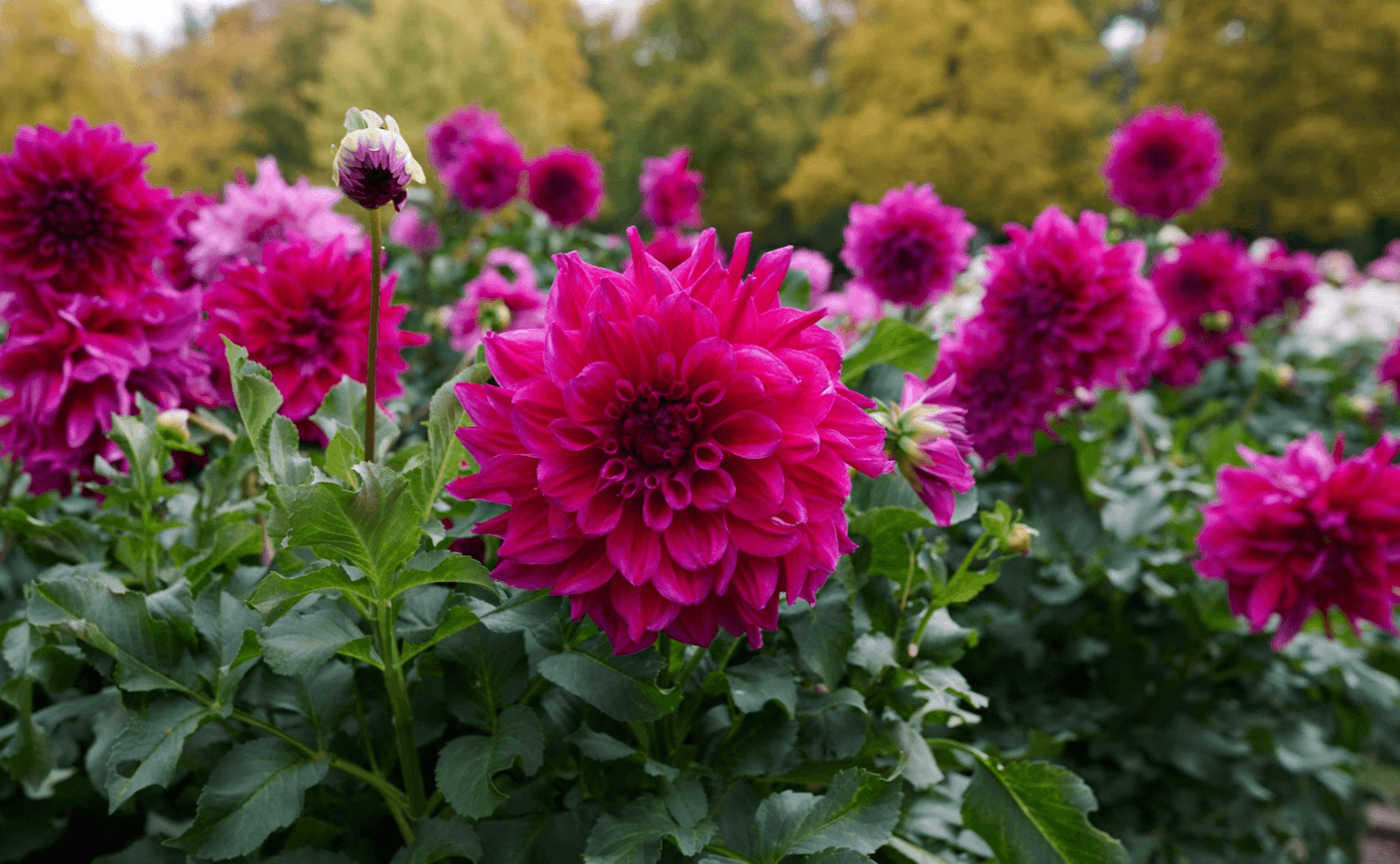 pink flowers in a field